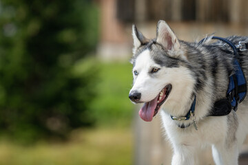 A Siberian Husky dog ​​walking. He has one blue and one brown eye.