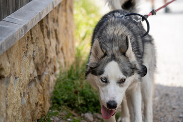 A Siberian Husky dog ​​walking. He has one blue and one brown eye.