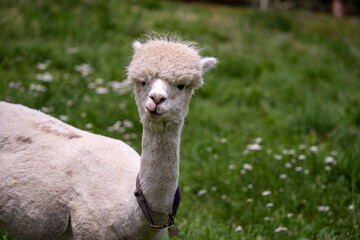 Funny white alpaca in a meadow looking at you. It has a dog collar.