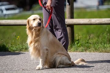 A Golden-Retriever dog who is waiting with his owner