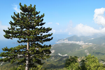 Pine tree on the Adriatic coast and panoramic view of the city of Budva in Montenegro