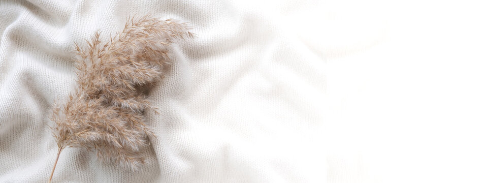 A branch of dry fluffy grass and cashmere. Monochrome. Top view, Banner, place for text. Japandi style decor. Flower of fluffy reed pampas.