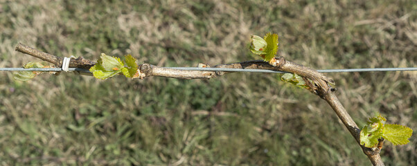 chardonnay budburst in a Marlborough New Zealand vineyard