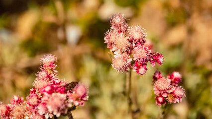Antennaria dioica, mountain everlasting, at the famous Kitzbueheler Horn, Kitzbuehel, Tyrol, Austria