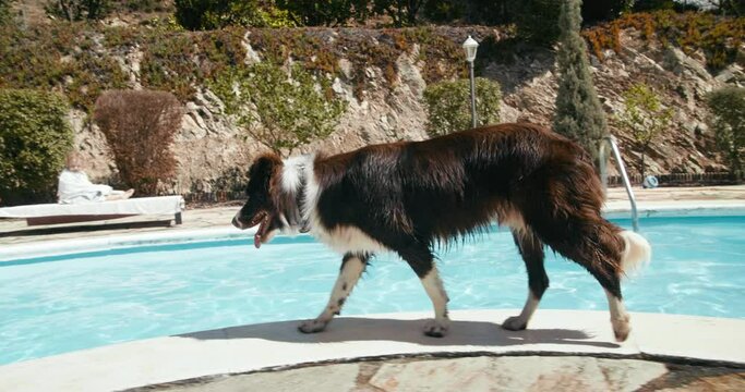 Domestic dog breed border collie brown and white color walk on poolside Child boy swimming in pool with inflatable ring. Concept of summertime vacation and rest in resort