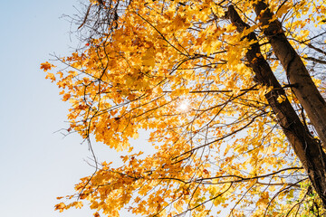 autumn in the park