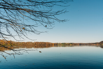 trees on the lake