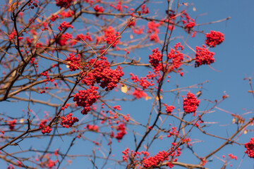 bunches of ripe rowan in autumn