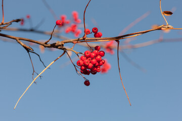 ripe rowan in autumn