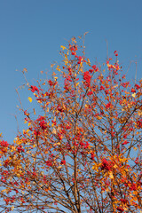 ripe rowan in autumn