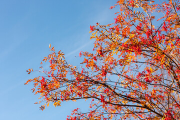 bunches of ripe rowan against the sky