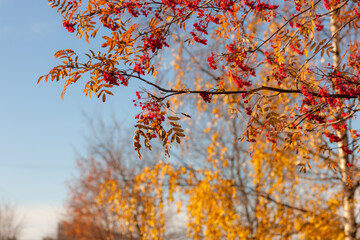bunches of ripe rowan