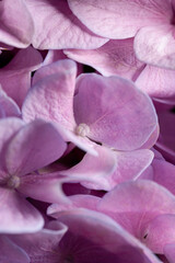pink hydrangea petals in closed up