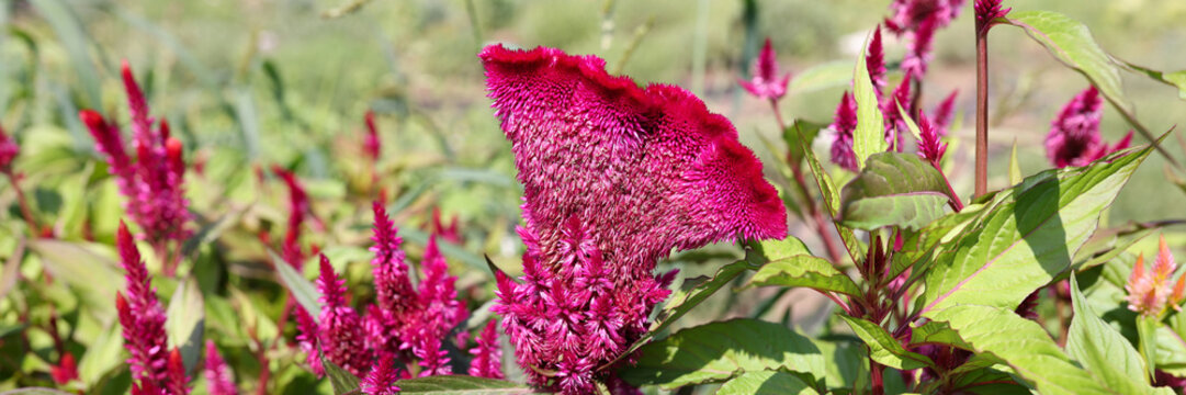 Beautiful flower comb or Celosia cristata with green leaves closeup