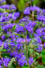 Obraz premium Tolle Bienenfreundliche lila Blume