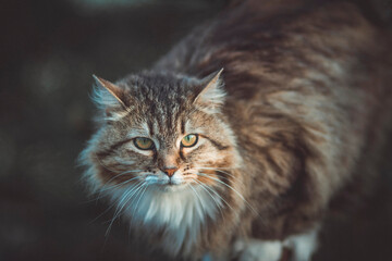 Naklejka na ściany i meble Siberian cat hunting in the yard, animal portrait
