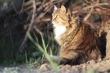 Naklejka na ściany i meble beautiful cat walks in the yard in nature, pets lifestyle