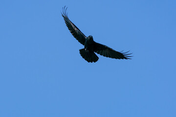 Flying black common raven against a blue skye.