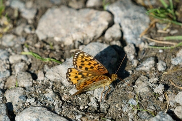 Butterfly Speyeria aglaja on the rock with grey background.
