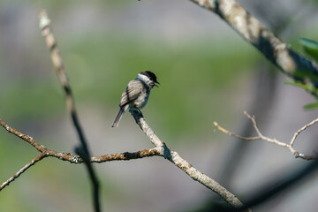 Willow Tit (Poecile montanus) in the forest.