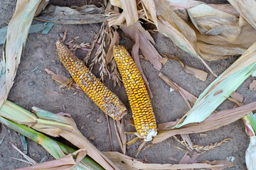 World food crisis concept. Corn crop failure in a farmer's field in autumn. Agricultural field...