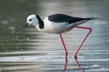Black-winged stilt (Himantopus himantopus) feeding at sunset, Sydney, Australia. Beautiful wading bird portrait.