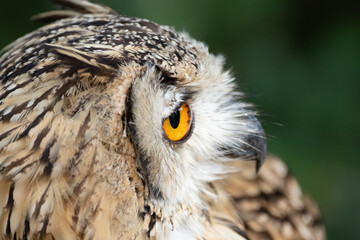 見つめるワシミミズク