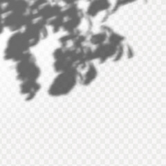 Realistic shadow of tropical leaves or branches on transparent checkered background. The effect of overlaying shadows. Natural light layout.