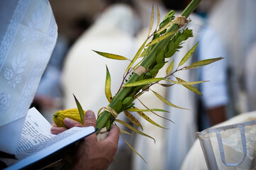 Closeup of a the hands of an Orthodox, Jewish man holding an etrog and lulav during prayer services...