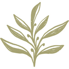 Simple linear plant flower leaf. Hand drawn botanical illustrations