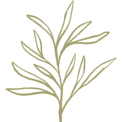 Simple linear plant flower leaf. Hand drawn botanical illustrations