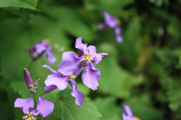 Fototapeta premium 花