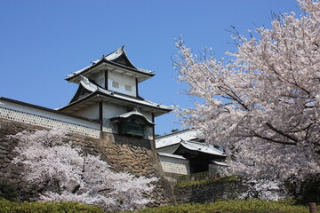 Naklejka premium 桜