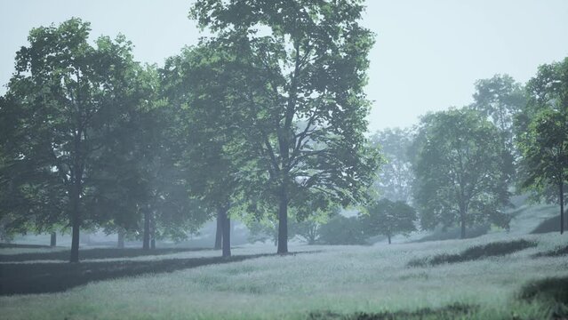 Big mapple tree with green leaves in a summer day