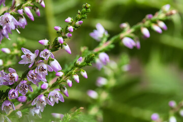 Heather. Branches with fine filigree purple flowers. Dreamy. Blurred background.