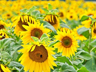 Fototapeta premium Sonnenblumenfeld