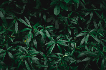 Green leaves pattern background, closeup nature view of green leaf ,Natural background and wallpaper . Flat lay, dark nature concept, tropical leaf