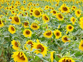 Fototapeta premium Sonnenblumenfeld