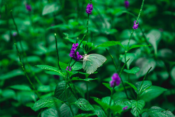 purple flowers in the grass and one green butterfly in nature close-up. Spring summer natural landscape.