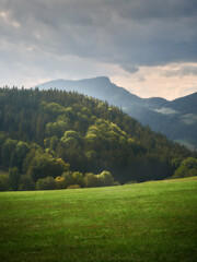 Green meadow and trees on the hill lit by the sun
