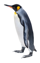 Walking King Penguin side view cut out