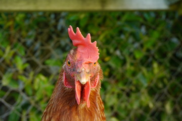 tête de poule face