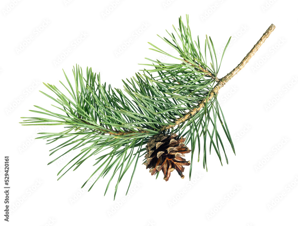 Wall mural pine tree branch with cone isolated on white background
