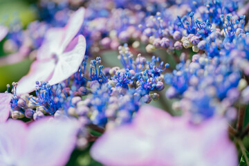 紫色の紫陽花の花