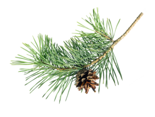 Pine tree branch with cone isolated on white background