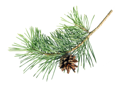 Pine tree branch with cone isolated on white background
