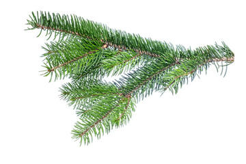Fir tree branch isolated on white background