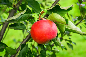 red ripening apples grow on an apple tree branch. gardening and cultivation of apples concept