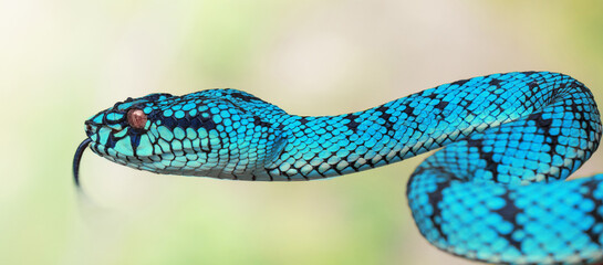 Blue Viper Snake
