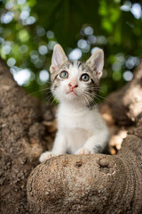 Naklejka na ściany i meble tabby white rescued kitten sitting on tree outdoors portrait